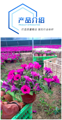 八月花卉 垂吊碗公花 花海綠化小區(qū)道路用 成活率高容易種植
