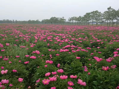 赤芍種植