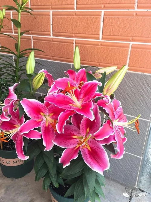 秋季養(yǎng)花選這種,養(yǎng)護容易,漂亮又芳香,花開一朵,可使?jié)M室飄香