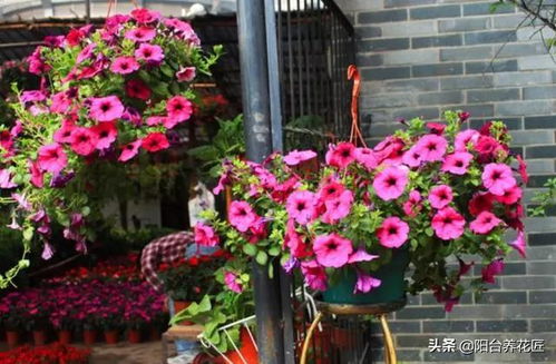 這 2種 盆栽花卉,高溫天也能 花開不斷 ,整個(gè)夏天都可賞花