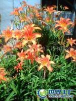 供應(yīng)花卉種植生物肥料價(jià)格_供應(yīng)花卉種植生物肥料廠家_世界工廠網(wǎng)產(chǎn)品信息庫