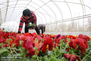 安徽濉溪 花卉種植富農家