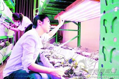圣凡生物科技:植物補光燈行銷海內外