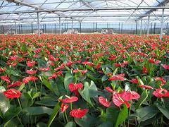 年宵花種植基地【恭喜!】年宵花價(jià)格【發(fā)財(cái)!】年宵花批發(fā)圖片|年宵花種植基地【恭喜!】年宵花價(jià)格【發(fā)財(cái)!】年宵花批發(fā)產(chǎn)品圖片由山東 花卉園藝公司生產(chǎn)提供-