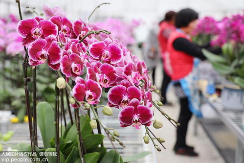 江蘇鎮(zhèn)江 規(guī)?；ɑ芊N植促就業(yè)