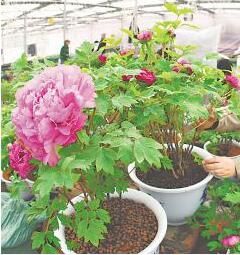 《洛陽牡丹公園花卉市場》
