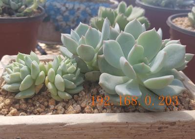 盆景種植土哪里有供應(yīng) 天津黃金軟質(zhì)麥飯石,盆景種植土哪里有供應(yīng) 天津黃金軟質(zhì)麥飯石生產(chǎn)廠家,盆景種植土哪里有供應(yīng) 天津黃金軟質(zhì)麥飯石價(jià)格