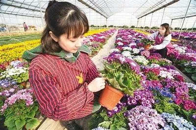 打造花卉界的“秘密花園”——花卉交易平臺(tái)的創(chuàng)新與展望