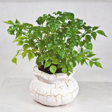 避水通風(fēng)遮陽 室內(nèi)花卉安然度夏的關(guān)鍵