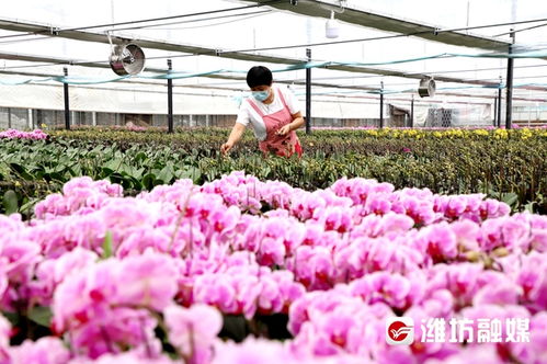 青州花卉產(chǎn)業(yè)綻放“美麗經(jīng)濟(jì)”，禮品花卉銷售迎來新機(jī)遇