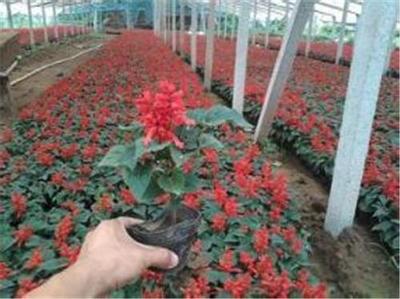 一串紅種子購買指南 青州奕涵花卉種植基地詳解